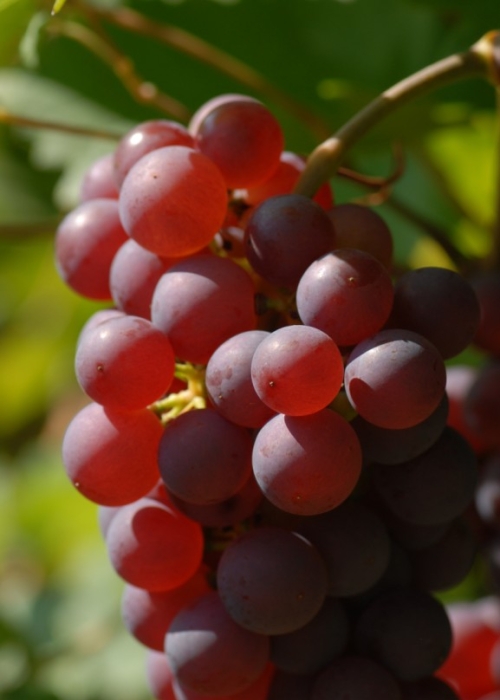 roter Gutedel ANT 0483